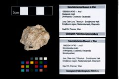 Foto (Objekt + Etikett) von Mundopsidae indet.  (NHMW-GEO-1990-0041-4740)